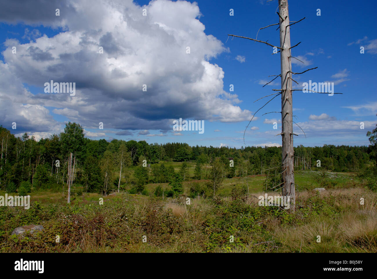 Clear cut area with a single dead tree Stock Photo