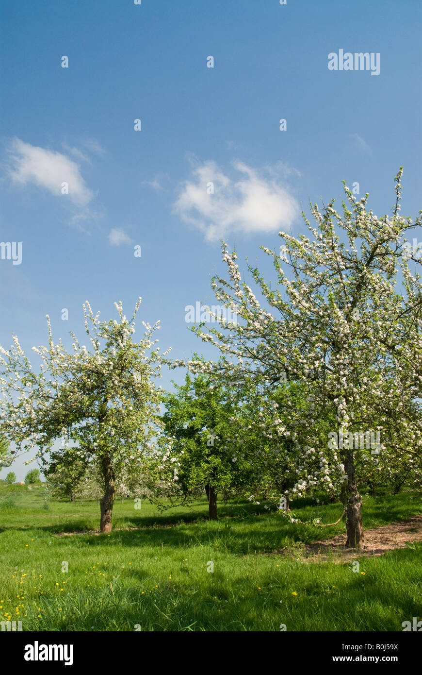 Herefordshire apple orchard in blossom Stock Photo