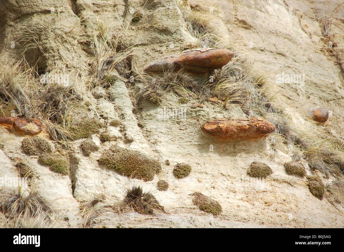 Ironstone Nodules also know as Doggers in the cliffs at Hengistbury