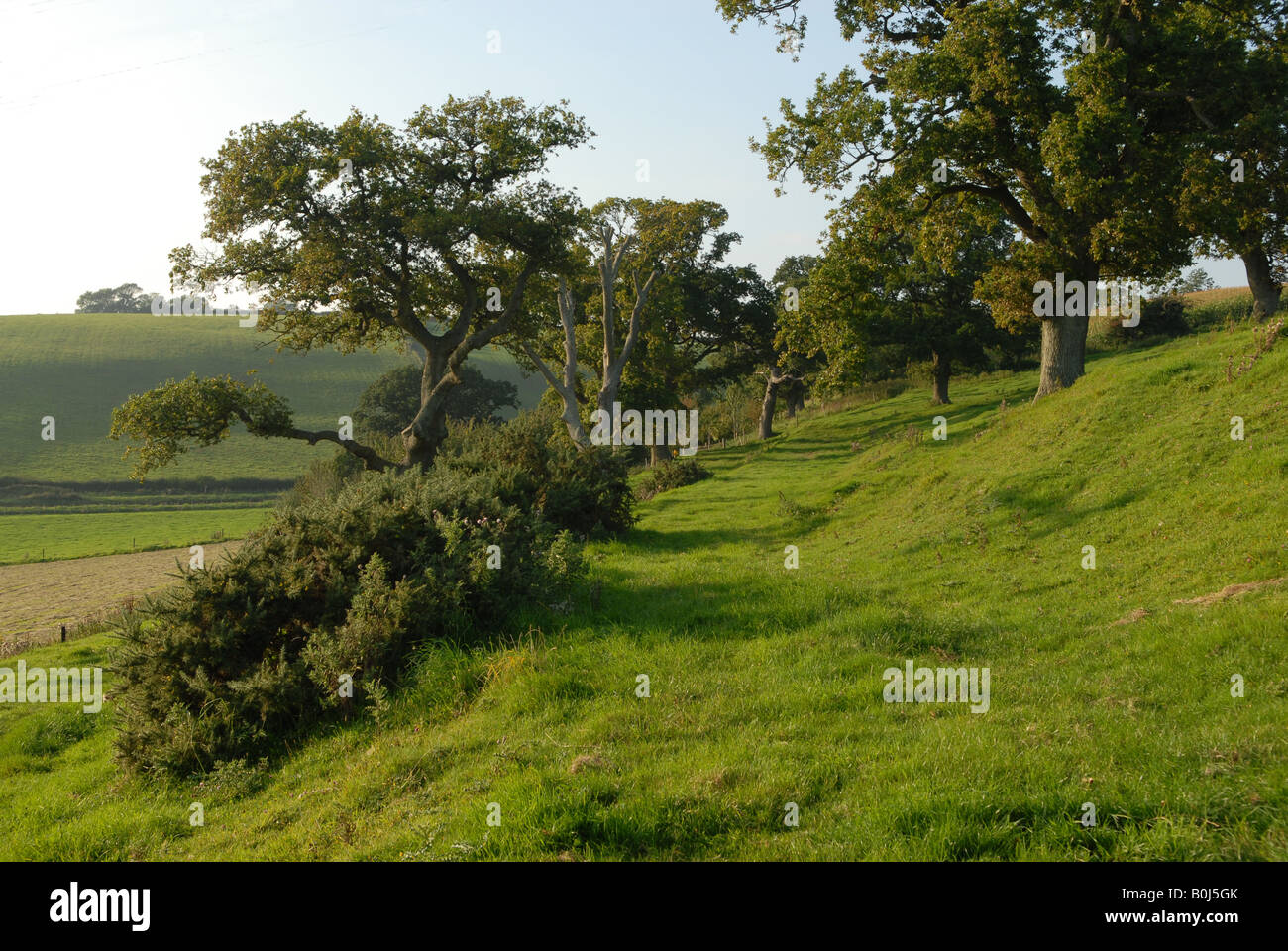 Ancient track with oak trees on the Somerset Dorset borders Stock Photo