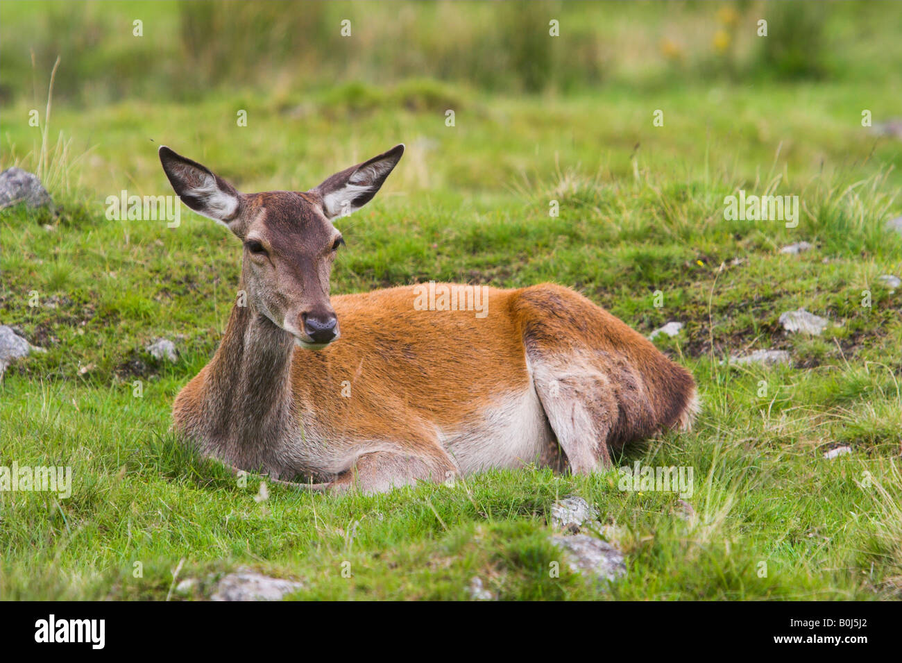Young female red deer doe lying down in grass Stock Photo Alamy