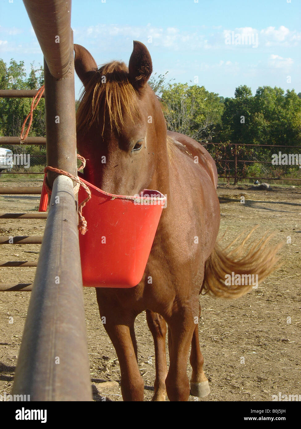 Horse oats feed hires stock photography and images Alamy