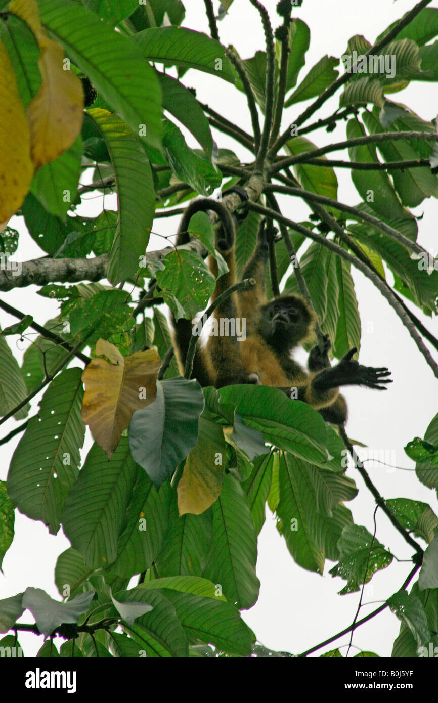 Howler Monkeys Guyana Hi-res Stock Photography And Images - Alamy