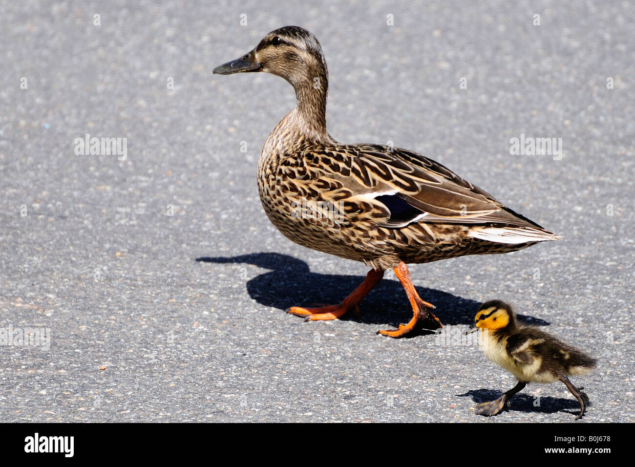 Mallard hen duck walking followed by baby duckling Stock Photo