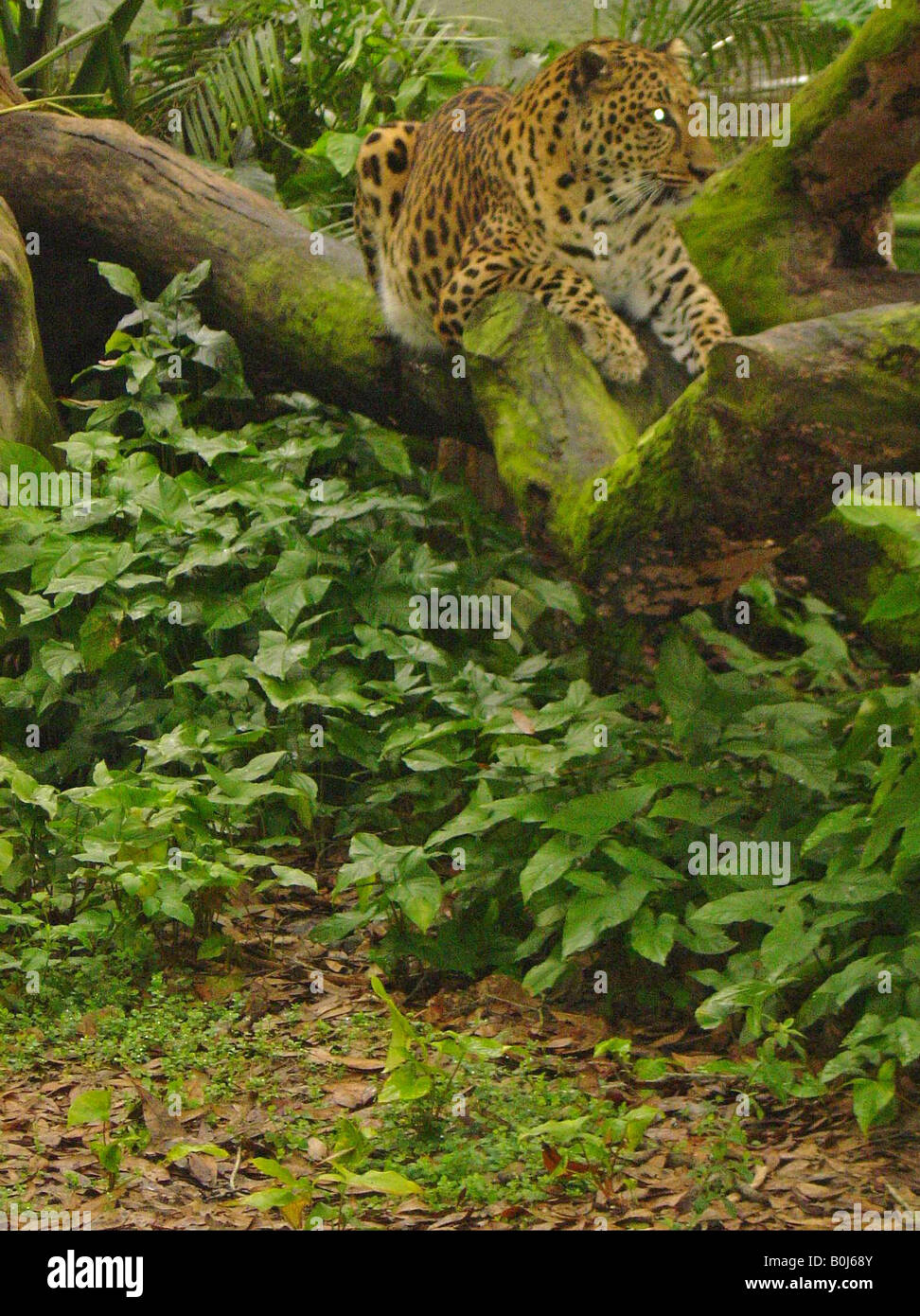 Jaguar venezuela hi-res stock photography and images - Alamy