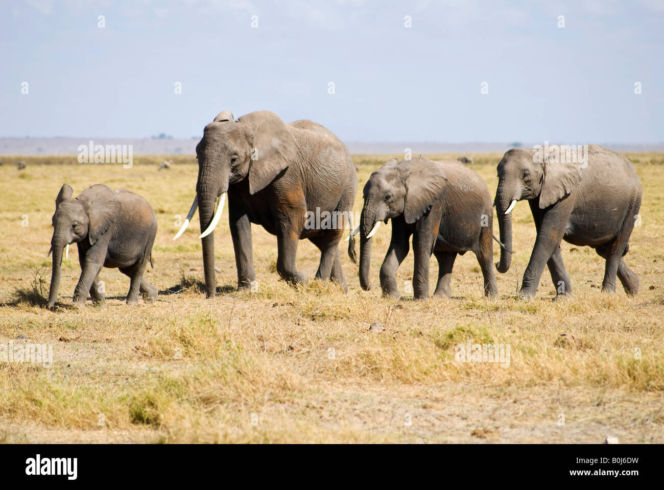 Elephant family in Amboseli National Park, Kenya, East Africa Stock Photo