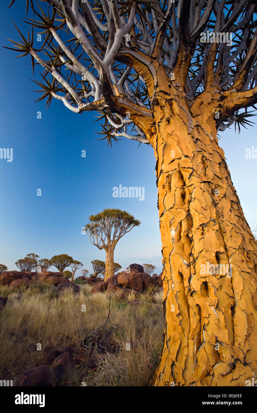 Quiver Tree, Kokerboom, Aloe dichotoma in the forest on Gariganus farm outside keetmanshoop Namibia Stock Photo