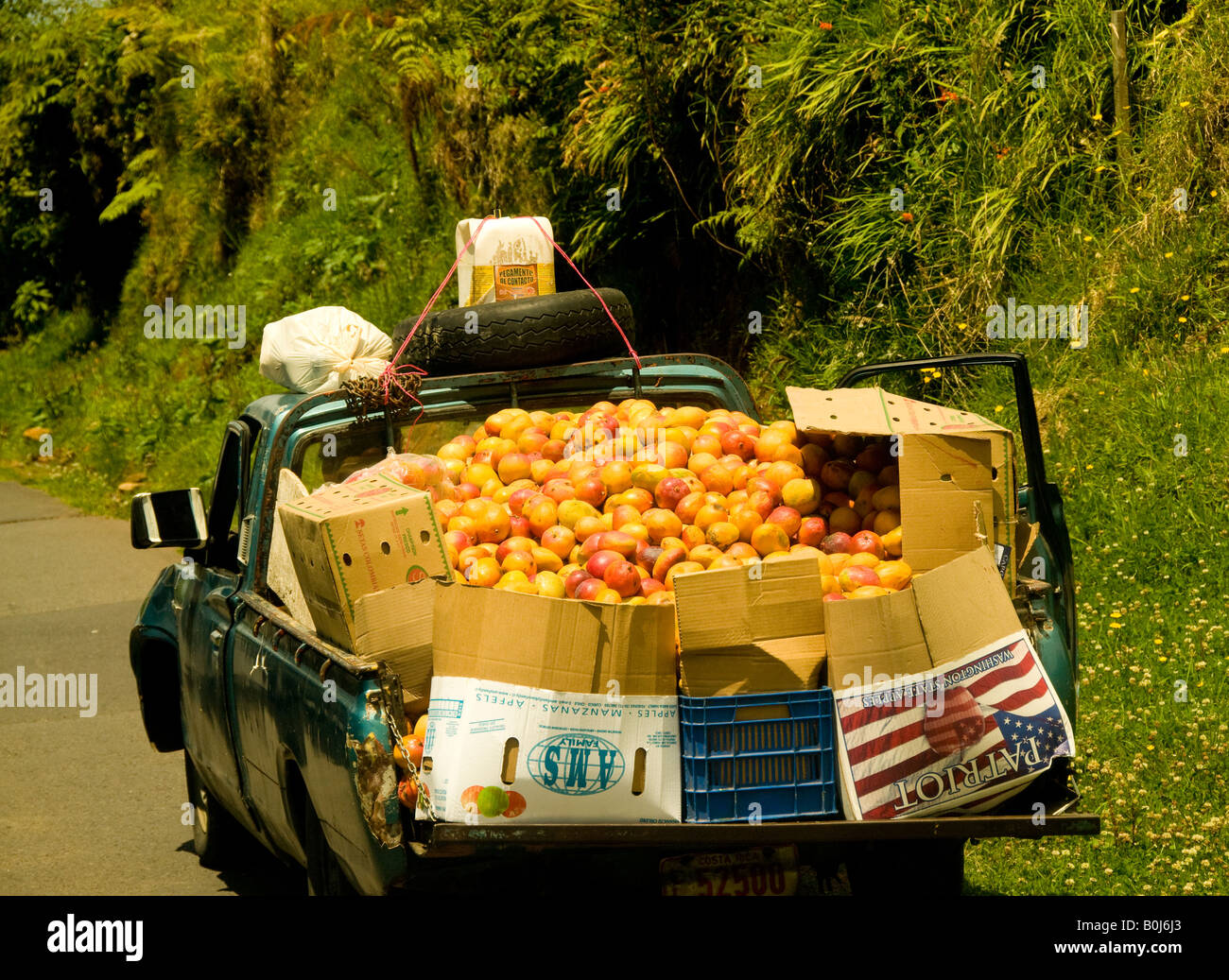 COSTA RICA Agriculture Truck load of fresh picked Mango fuit heading to