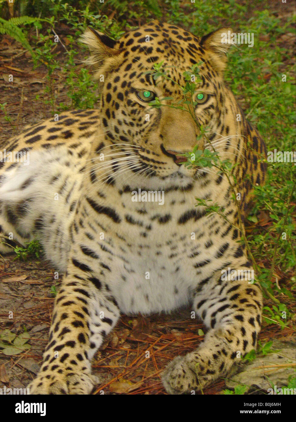 Jaguar side Stock Photo