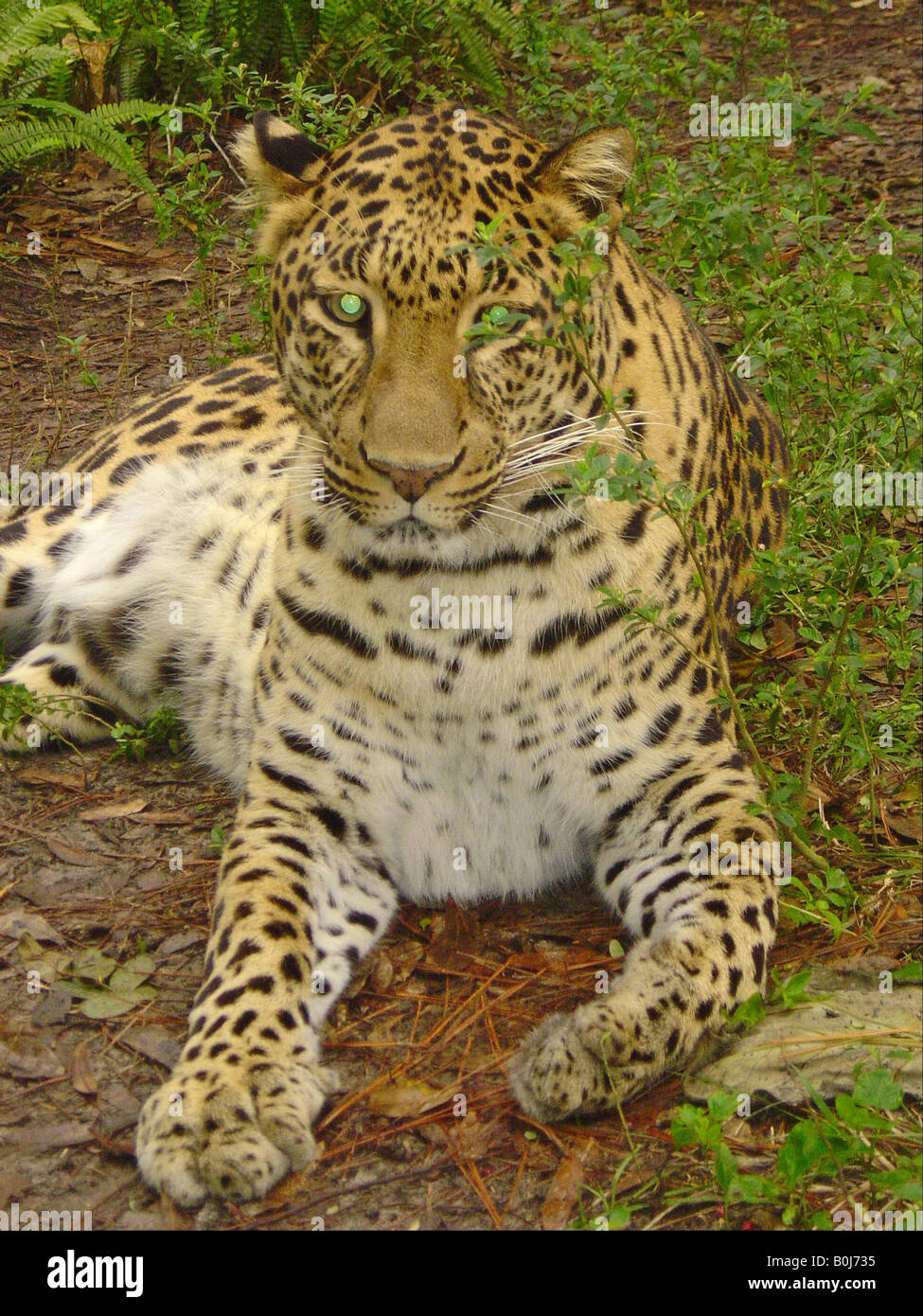 Jaguar front Stock Photo