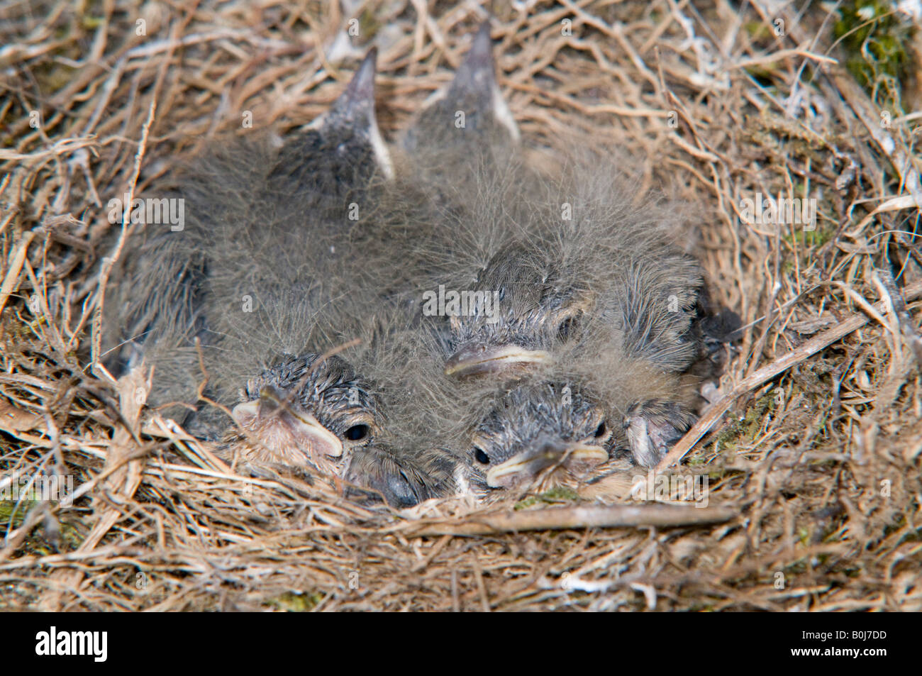 juvenile Yellow Wagtails on nest, Portugal (Motacilla Flava). The birds are approximatelly one week old Stock Photo