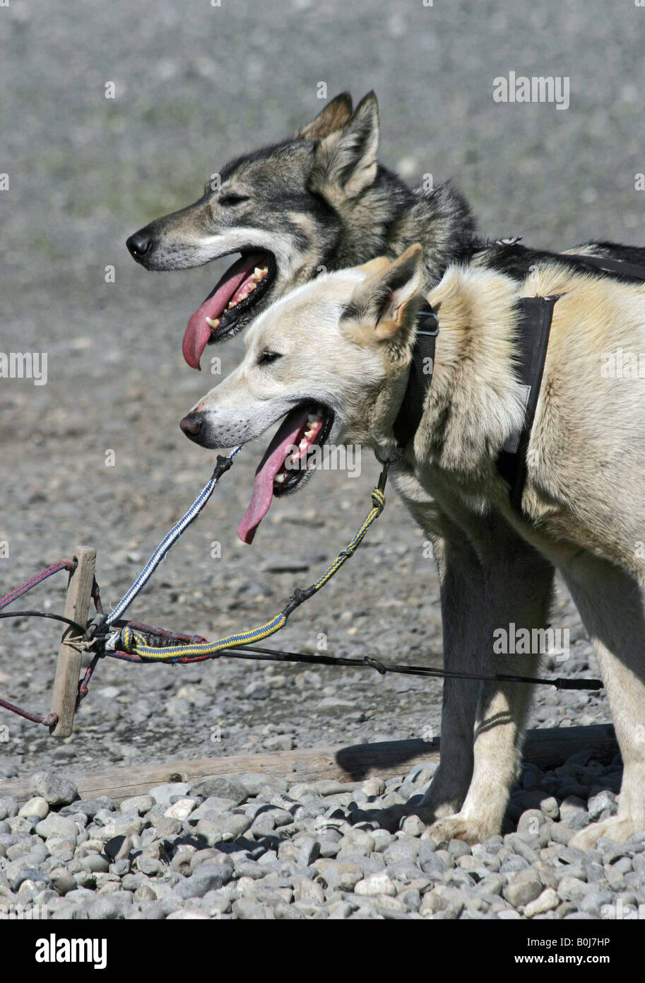 Huskies Hi-res Stock Photography And Images - Alamy