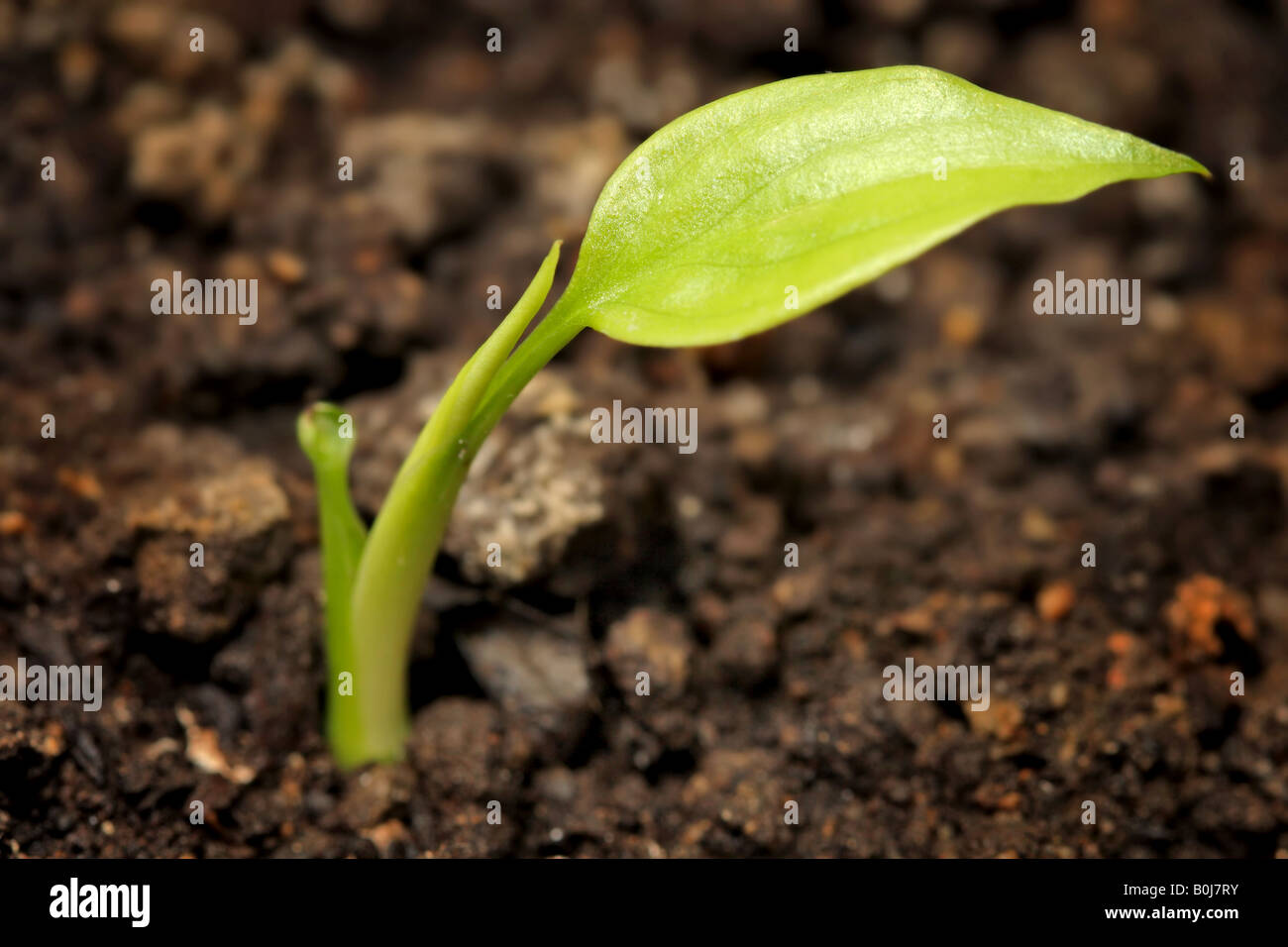 young plant growing from the ground Stock Photo