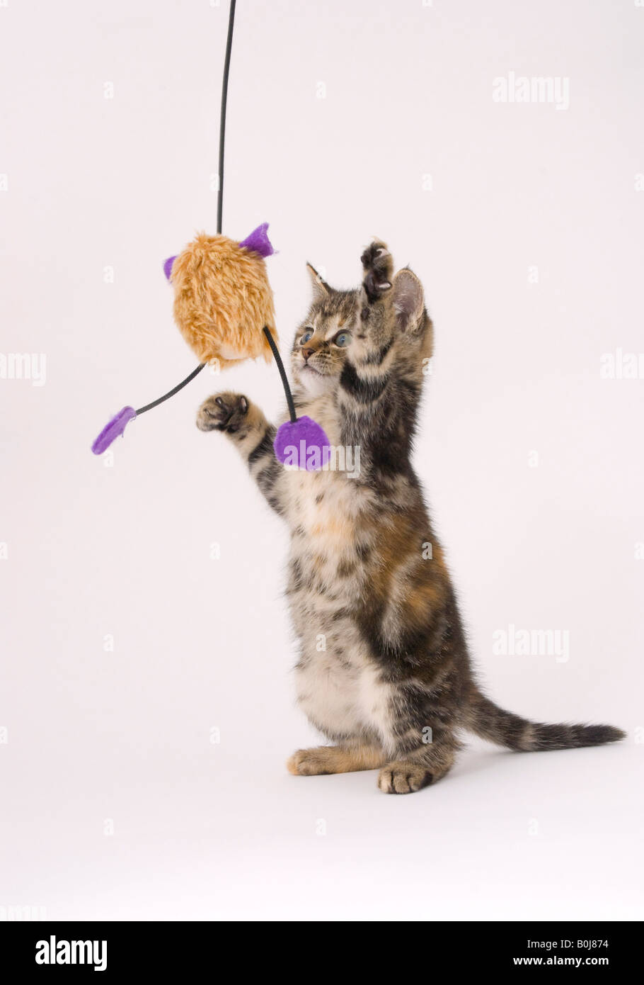 Eight week old kitten playing with toy Stock Photo