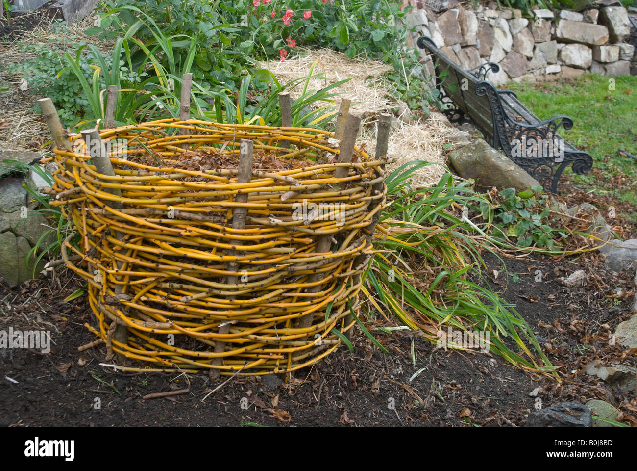 A composting basket woven from Golden Ash prunings Stock Photo Alamy