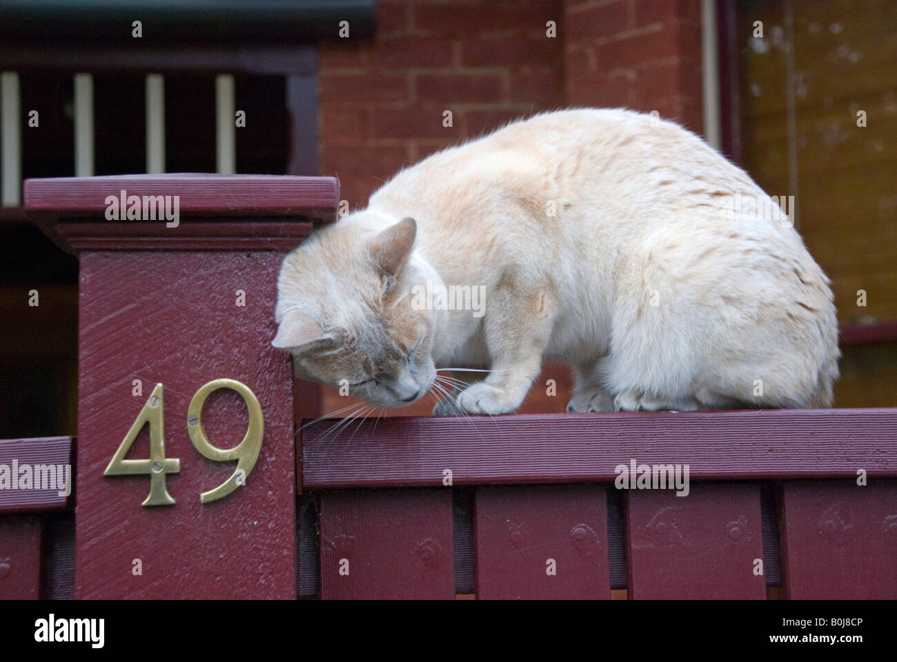 A domestic cat marking its territory by rubbing its scent glands against a gate post Stock Photo
