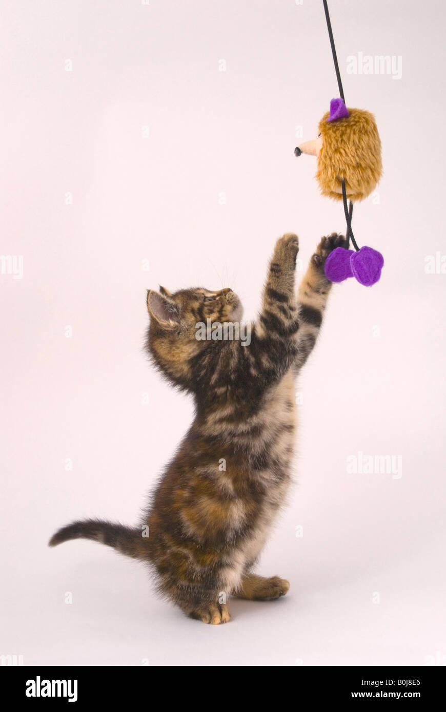 Eight week old kitten playing with toy Stock Photo