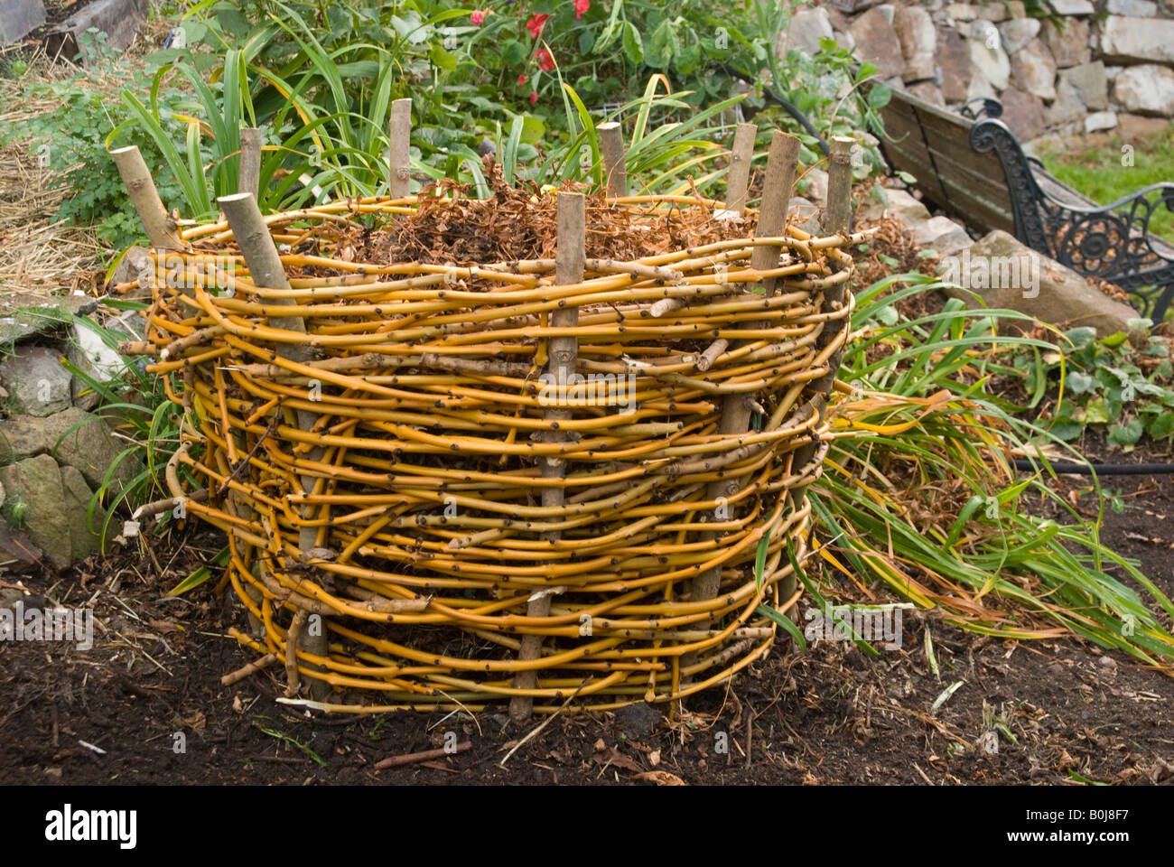 A composting basket woven from Golden Ash prunings Stock Photo Alamy