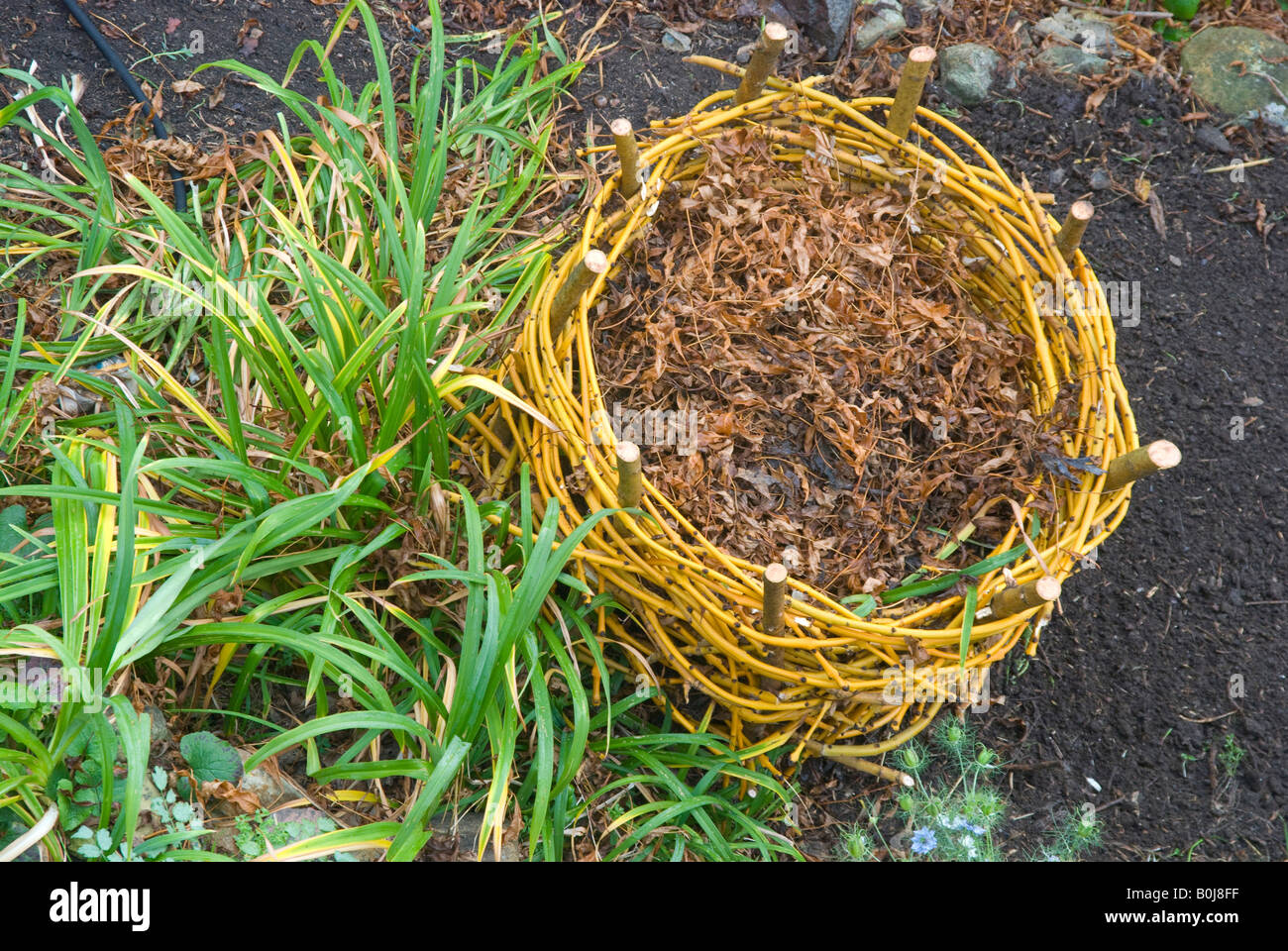 A composting basket woven from Golden Ash prunings Stock Photo Alamy