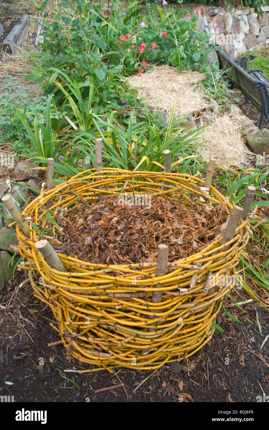 A composting basket woven from Golden Ash prunings Stock Photo Alamy