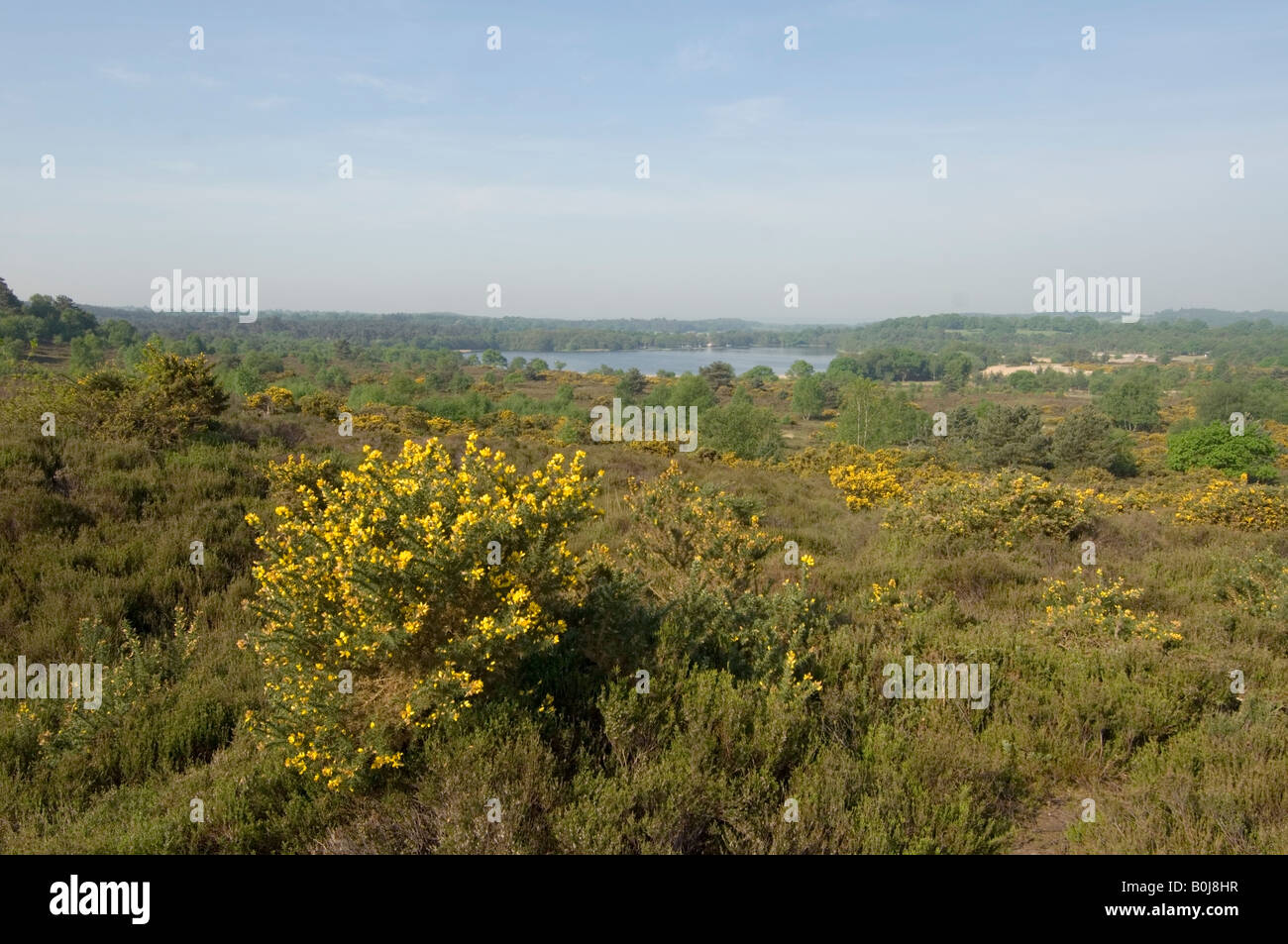 Common plant uk hires stock photography and images Alamy