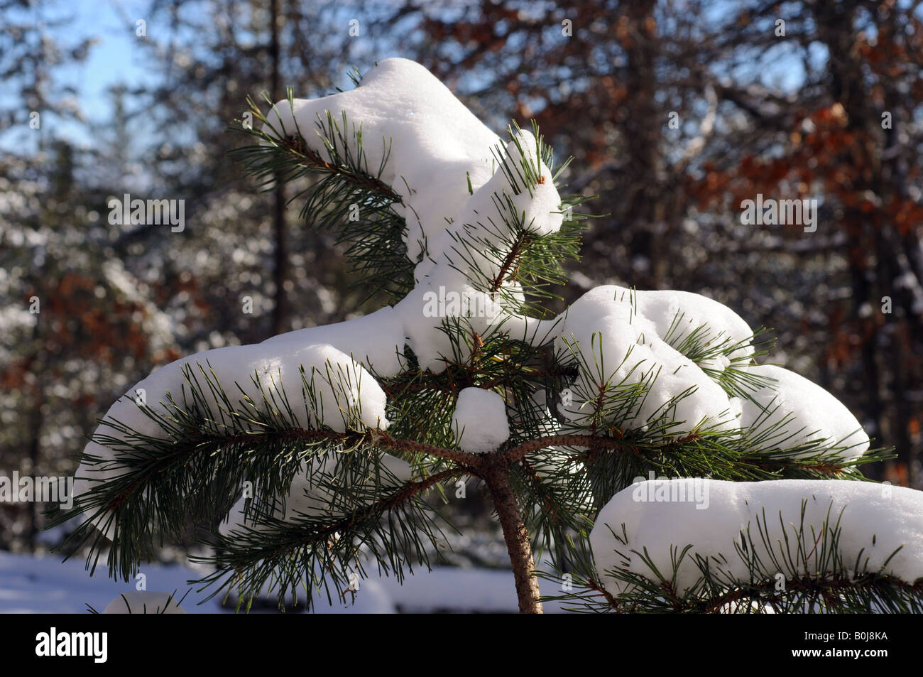 Snow crusted evergreen branch in sunlight. Stock Photo