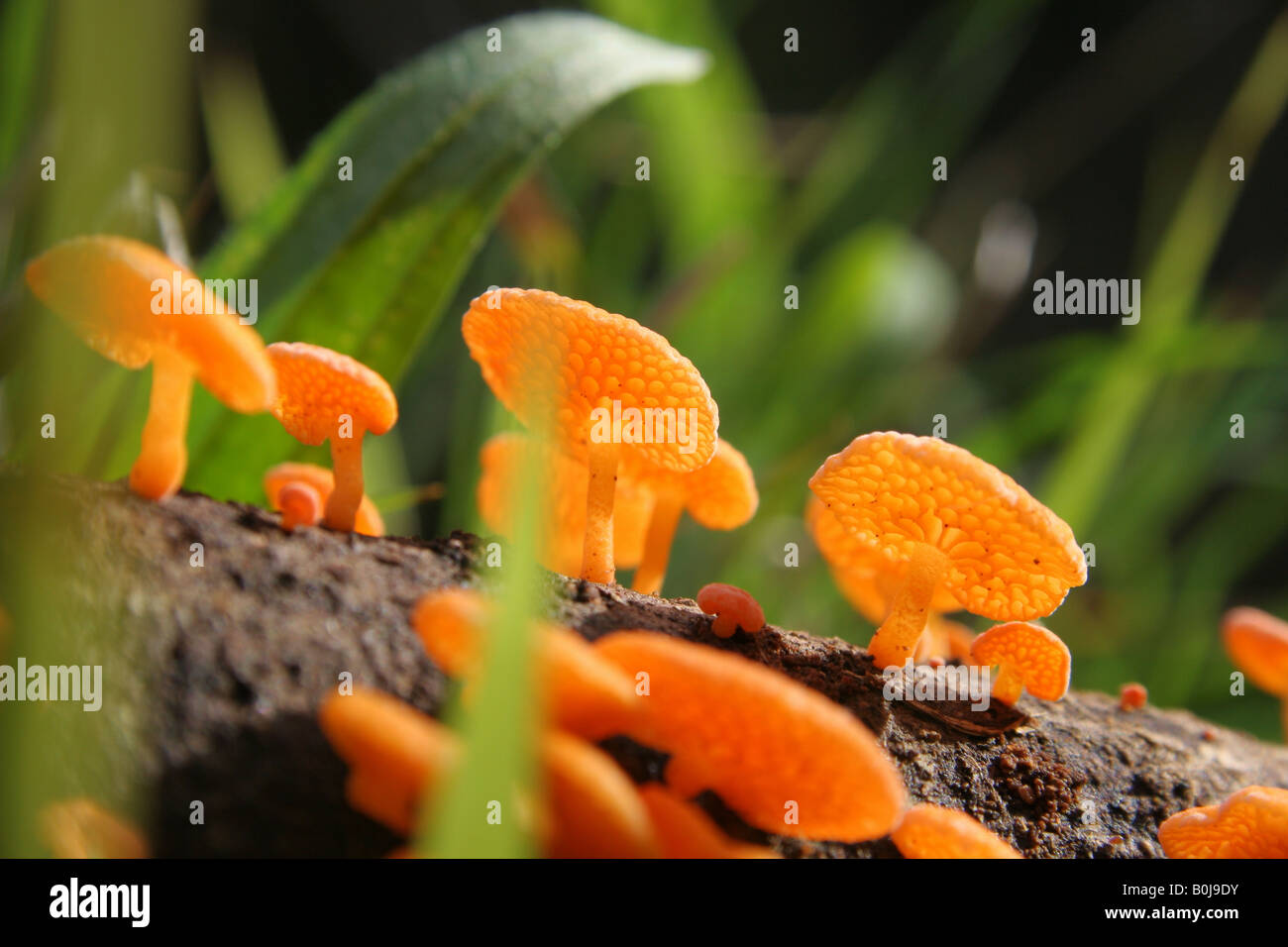 Orange fungus growing on tree branch Stock Photo Alamy