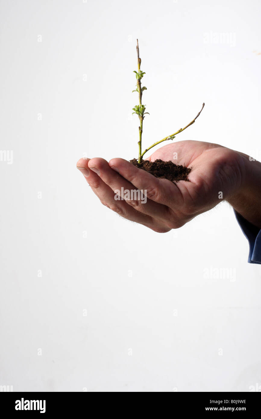 a tiny little tree starting to bloom in human hand leafs just appearing Stock Photo