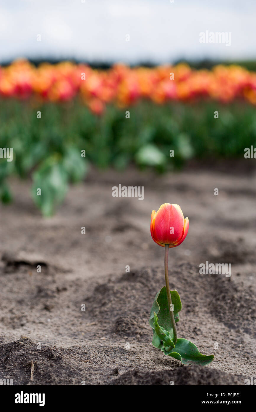 single tulip in front of large tulip field Stock Photo
