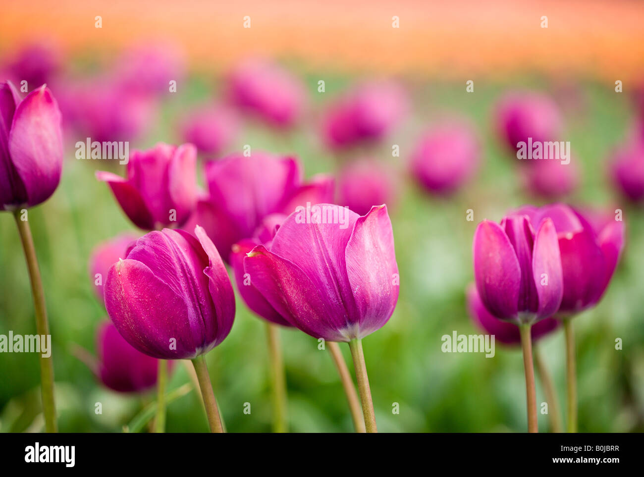 Purple field hi-res stock photography and images - Alamy