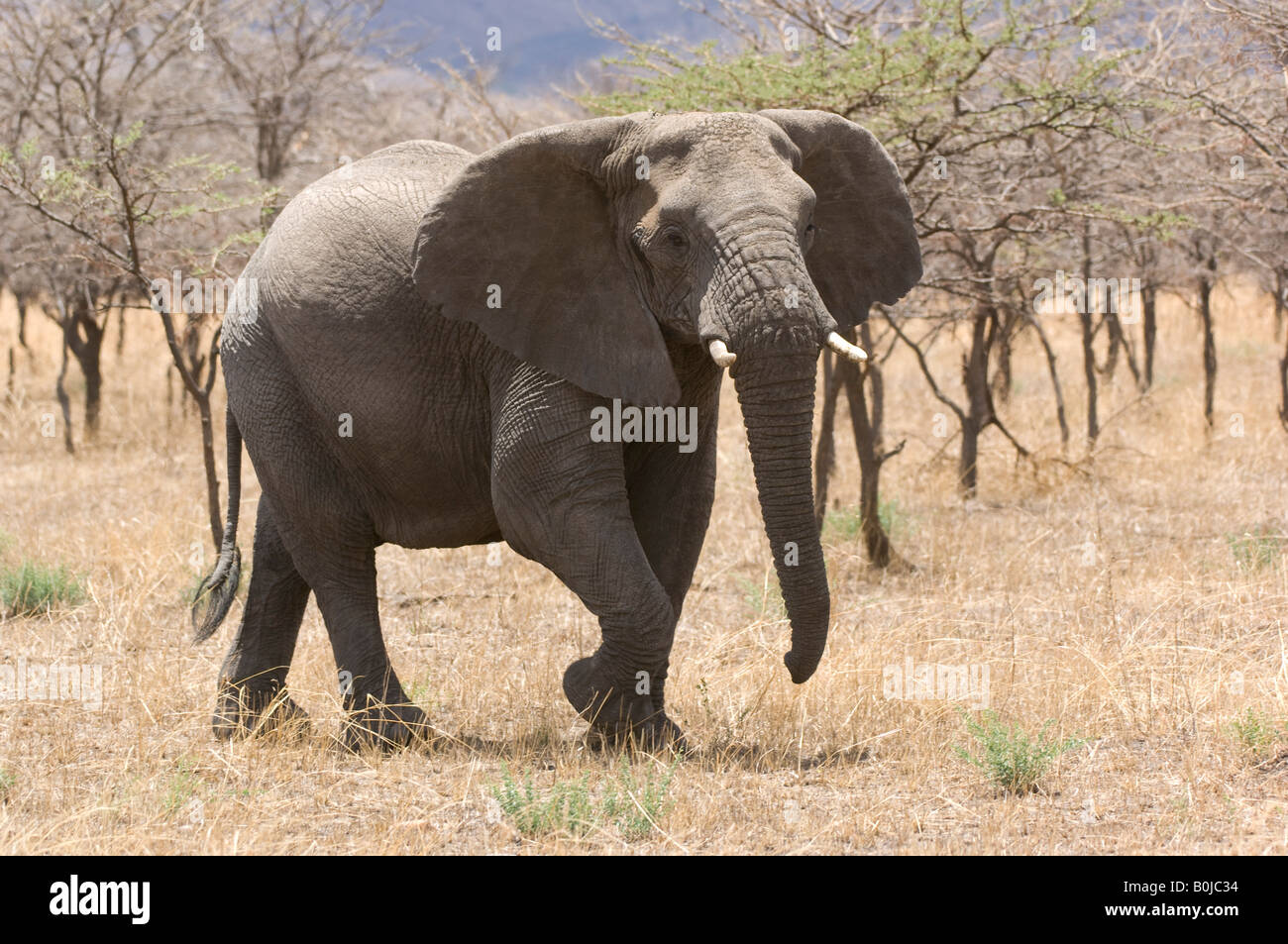 Elephant (Loxodonta africana) in savannah Stock Photo
