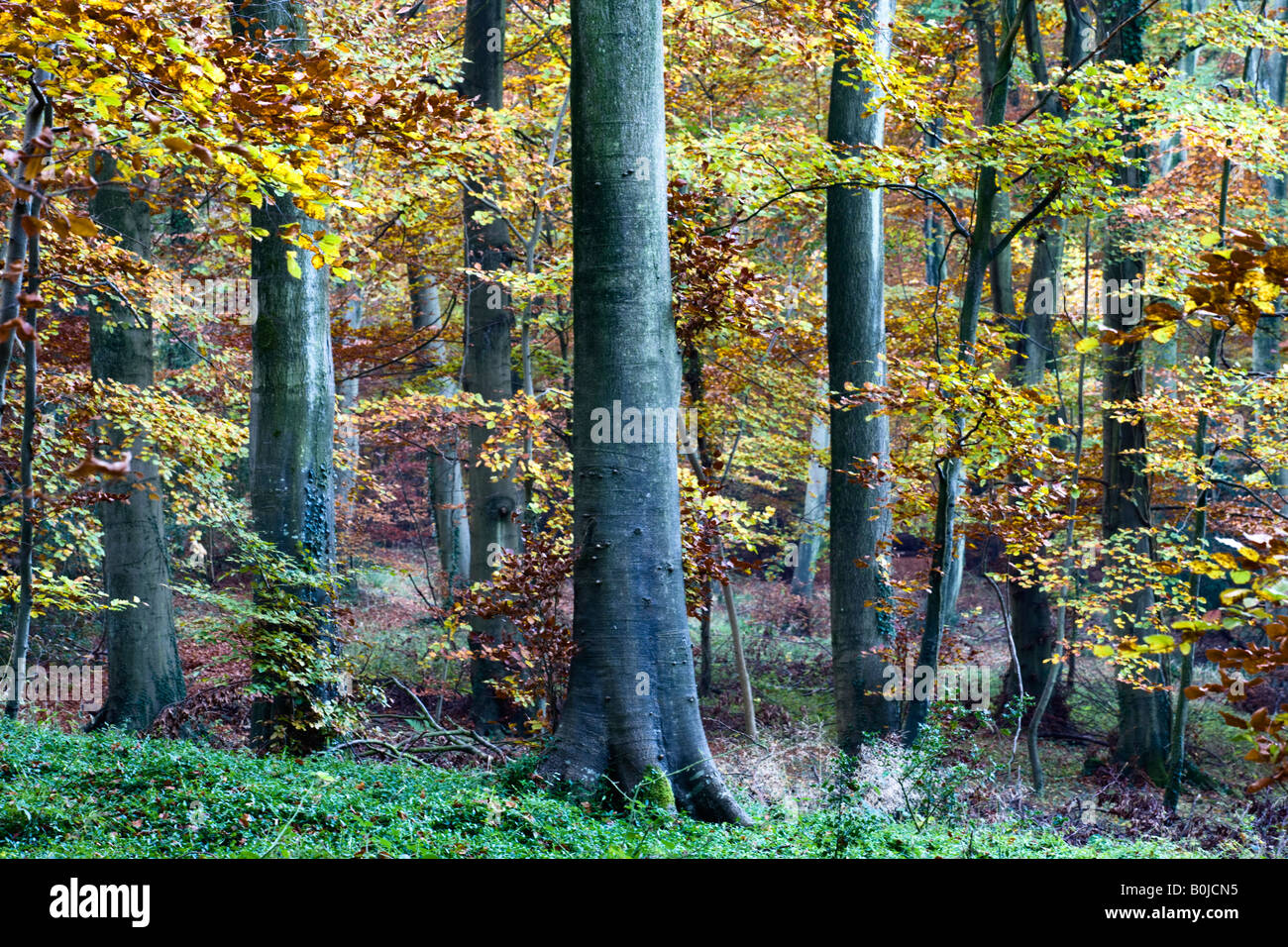 Autumnal Beech Woodland, Cotswold Commons & Beechwoods, Gloucestershire
