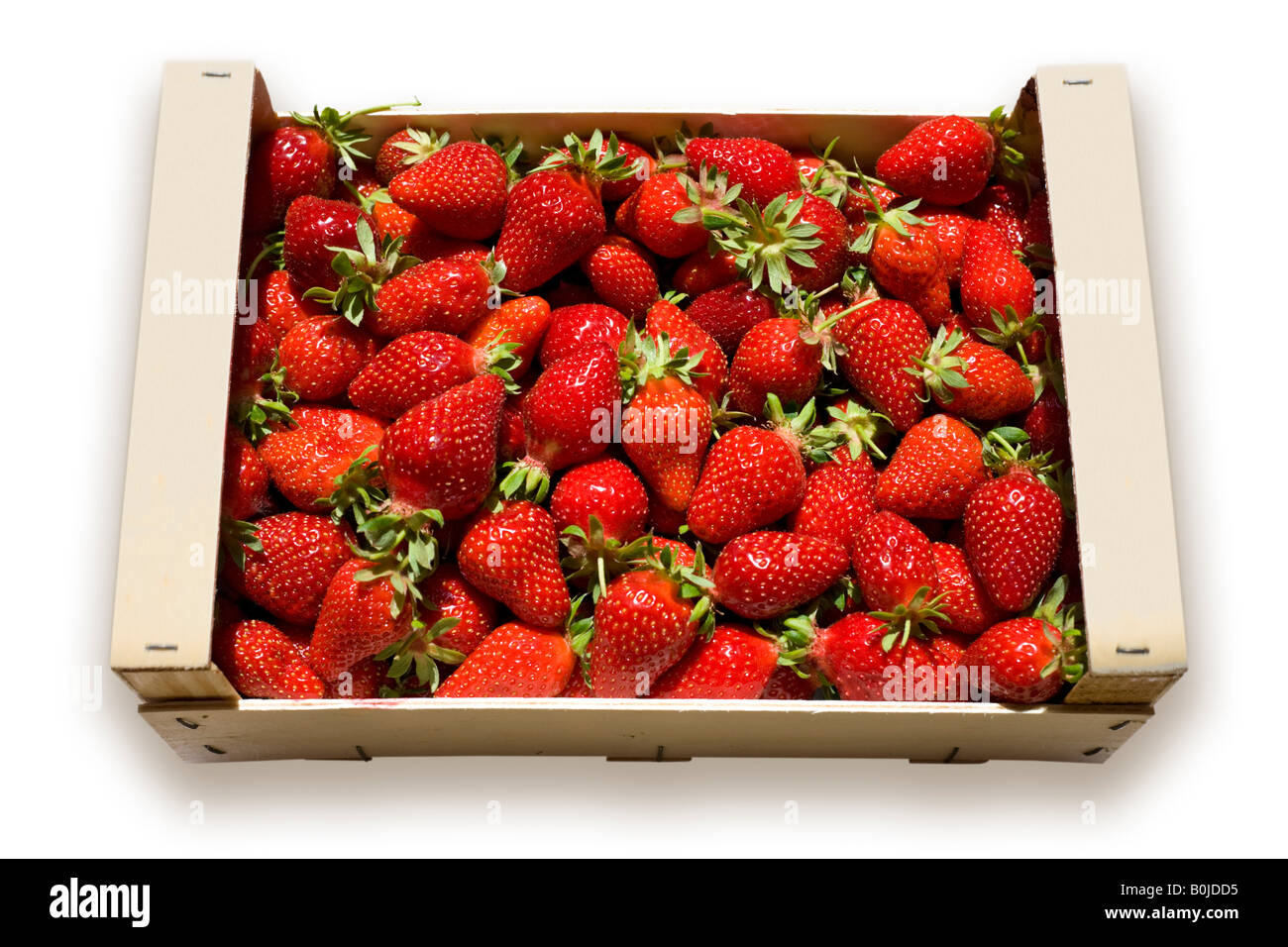 A crate full of strawberries ((Fragaria vesca). Cagette remplie de fraises (Fragaria vesca). Stock Photo