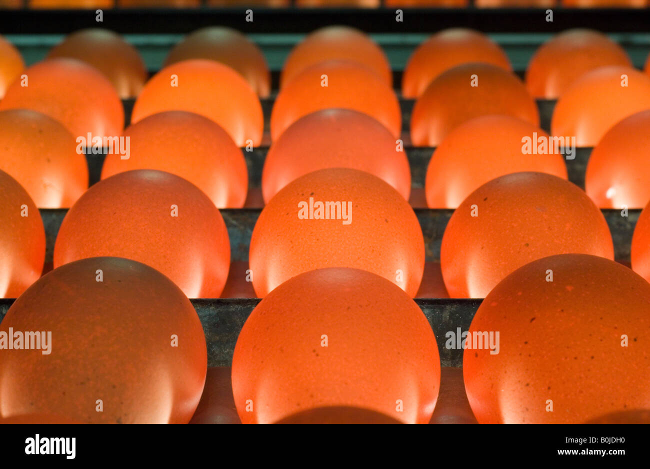 Free range eggs are examined for quality over a bright light and