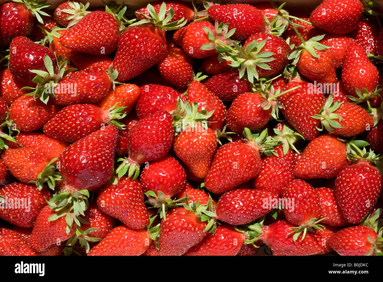 Loose strawberries (Fragaria vesca). Fraises en vrac (Fragaria vesca). Stock Photo