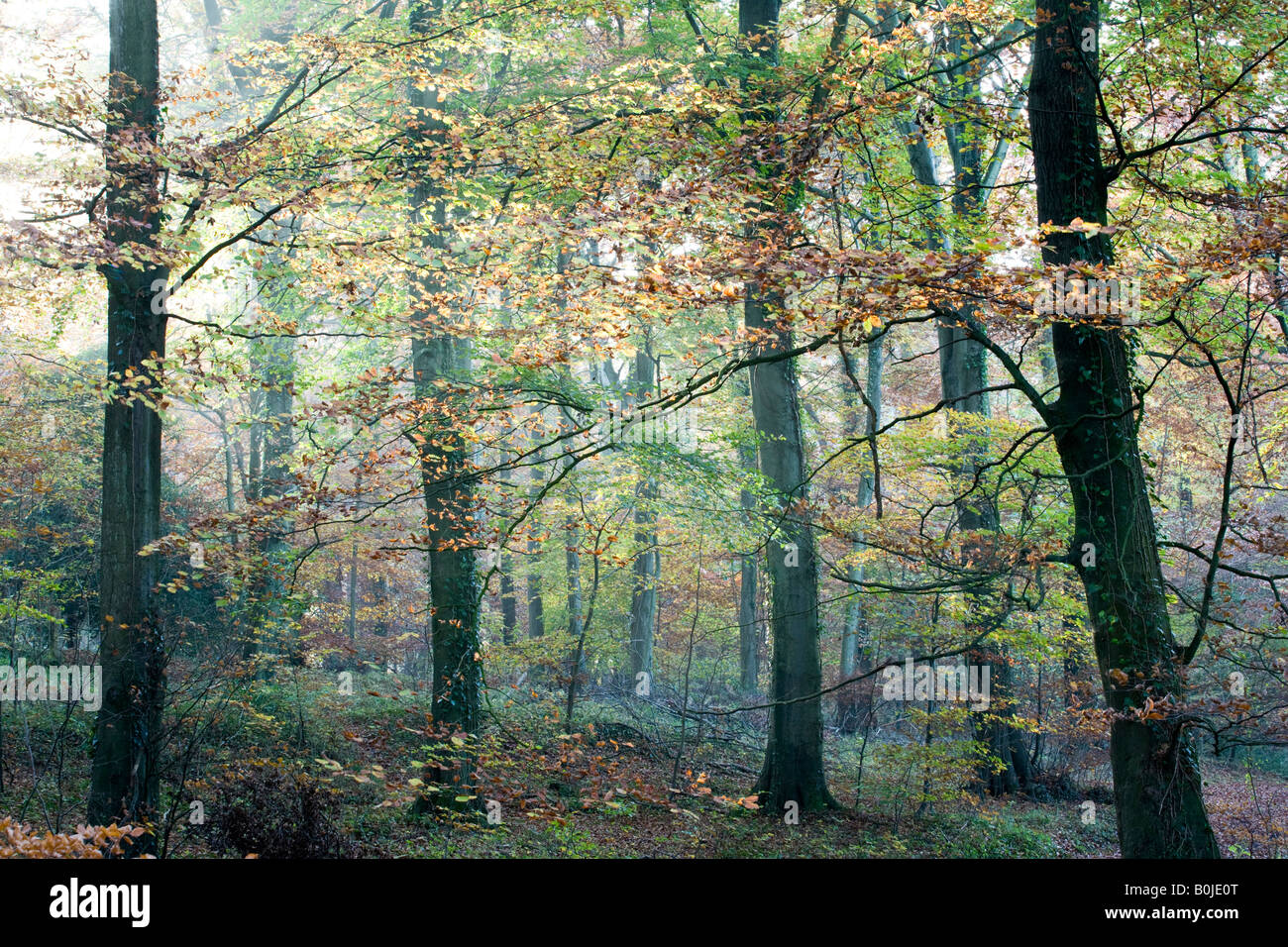 Autumnal Beech Woodland, Cotswold Commons & Beechwoods, Gloucestershire ...