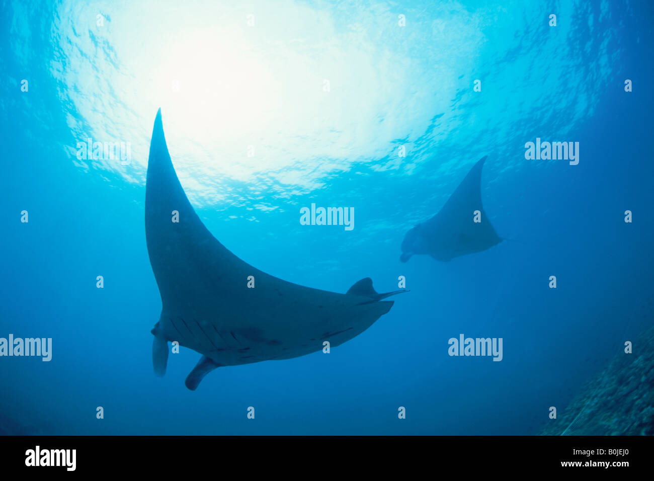 Two giant manta rays hi-res stock photography and images - Alamy