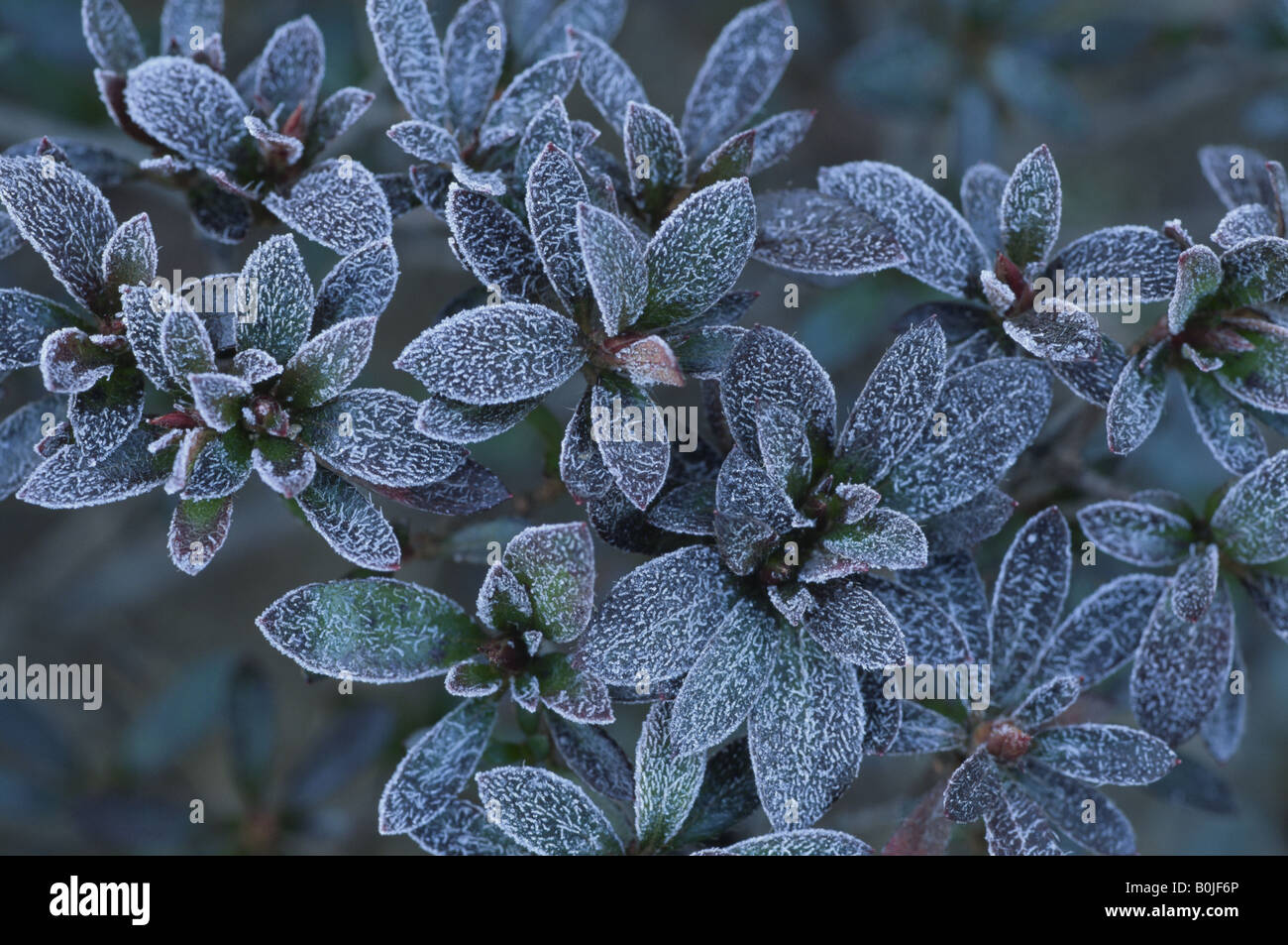 An Azalea And Frost Stock Photo