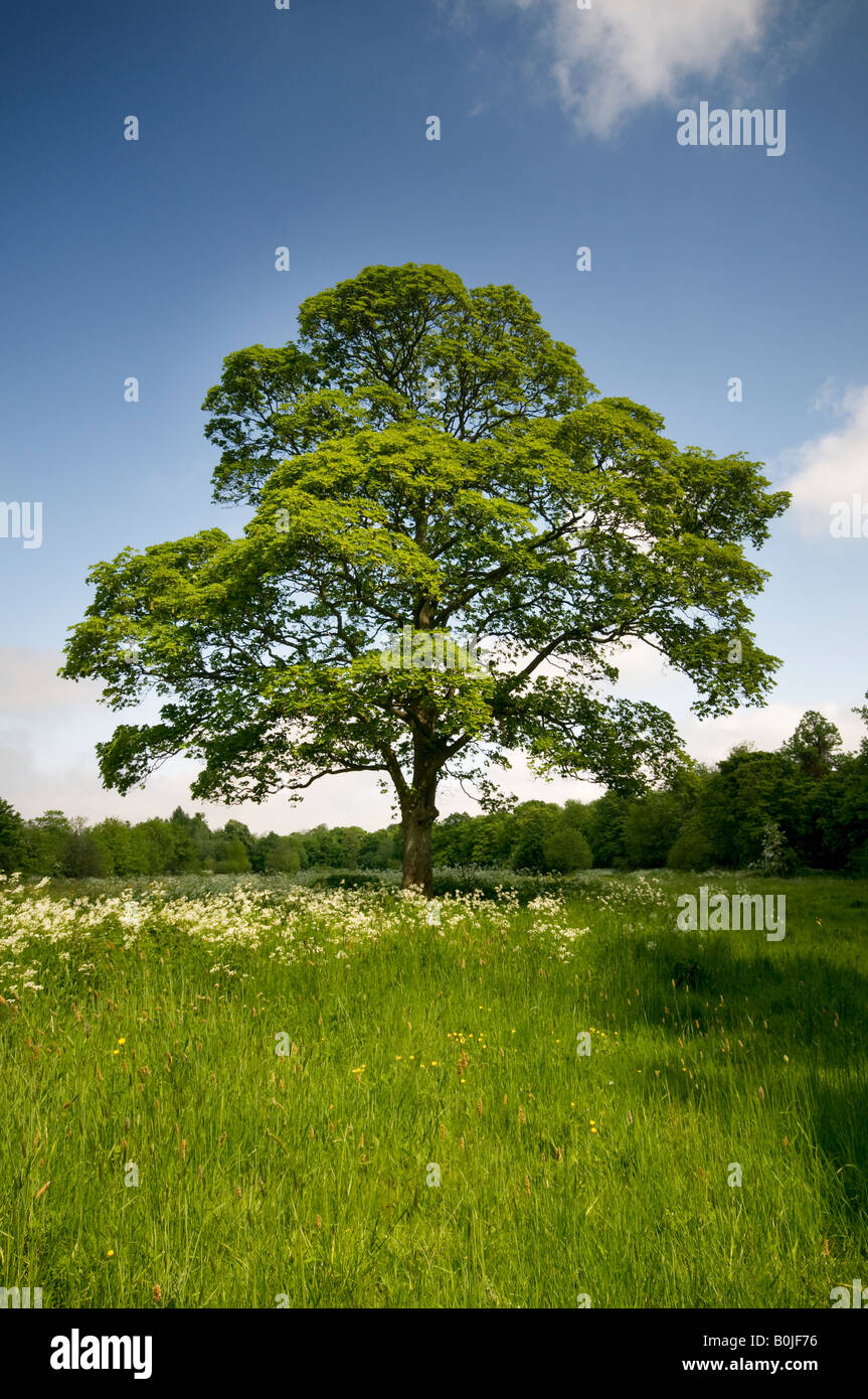 Sycamore Tree Spring High Resolution Stock Photography and Images Alamy