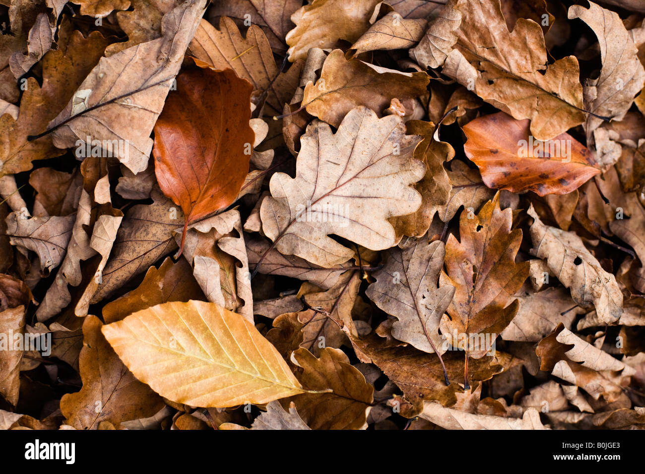 Oak leaf litter hires stock photography and images Alamy