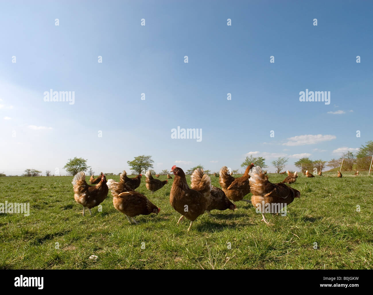 Free range hens roams freely outside in the country side. Hens with free outdoor access produce more and higher quality eggs. Stock Photo