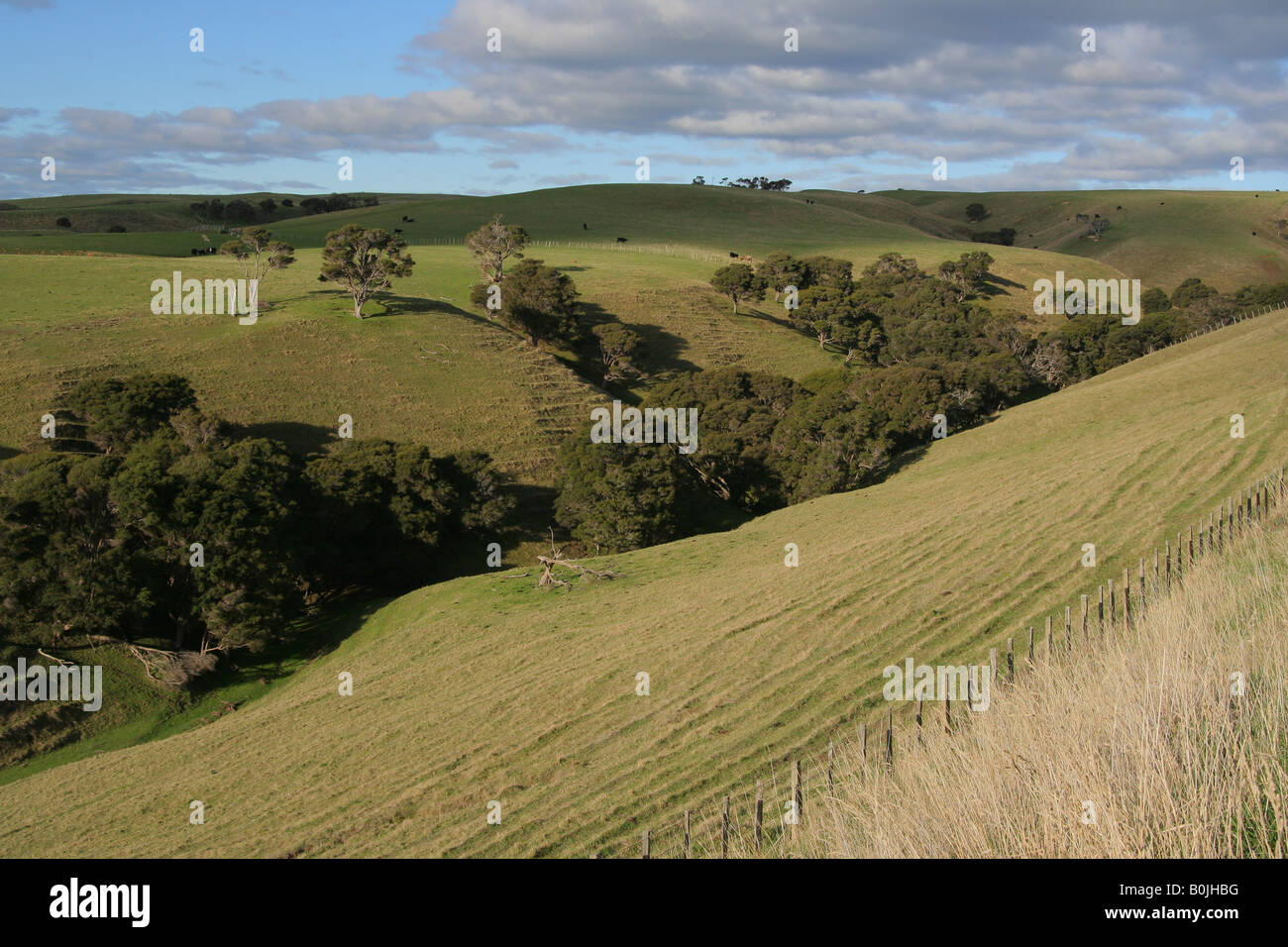 Farm land gully with trees in evening sun. Stock Photo