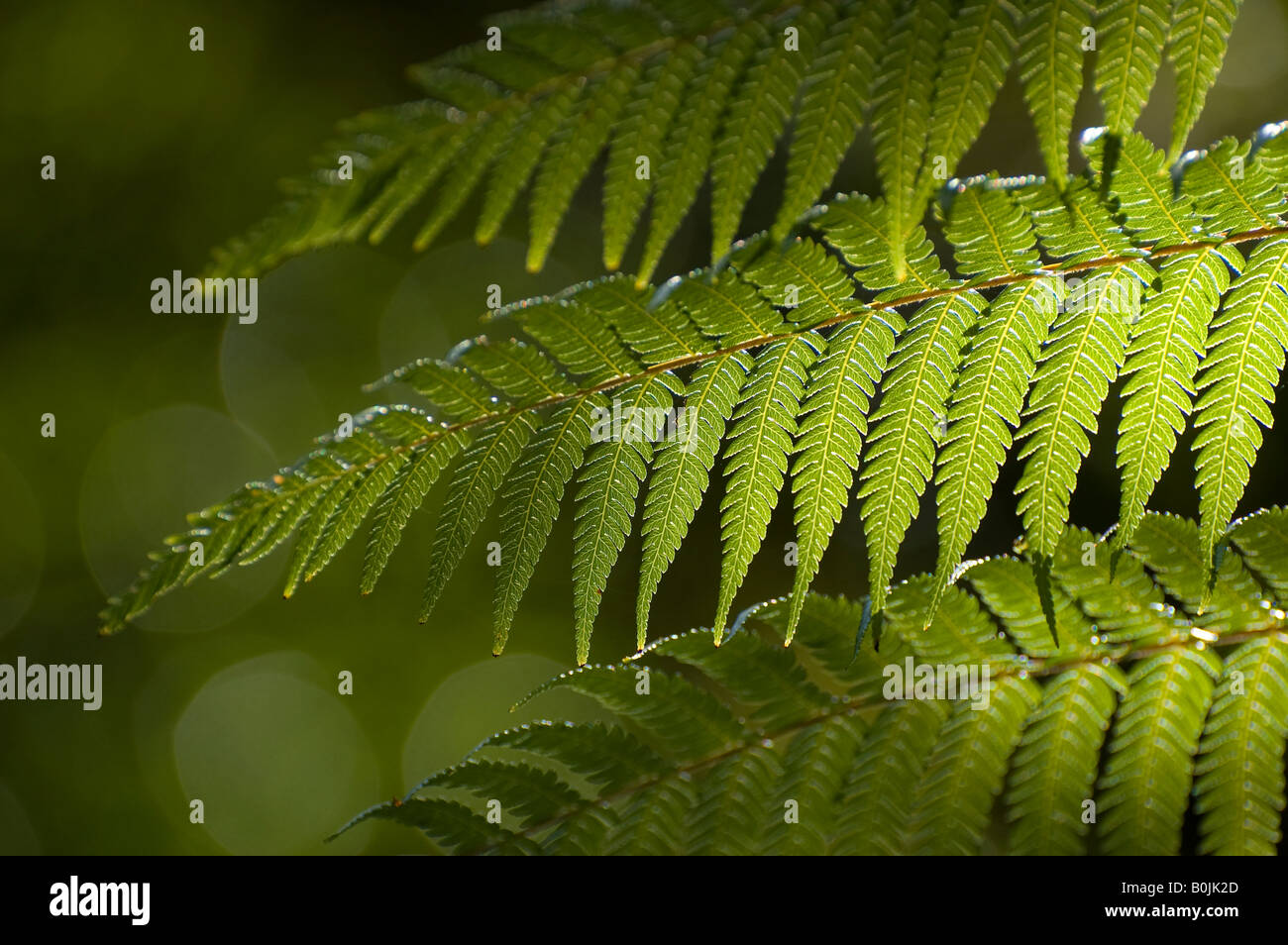 New Zealand black tree fern (mamaku; Cyathea medullaris) Stock Photo