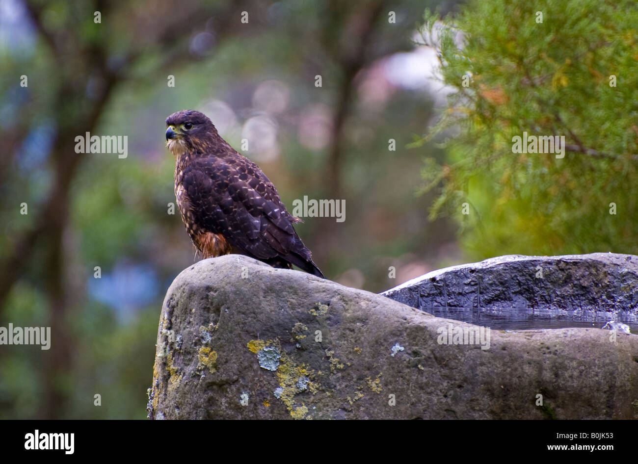 New Zealand falcon (karearea; Falco novaeseelandiae Stock Photo - Alamy