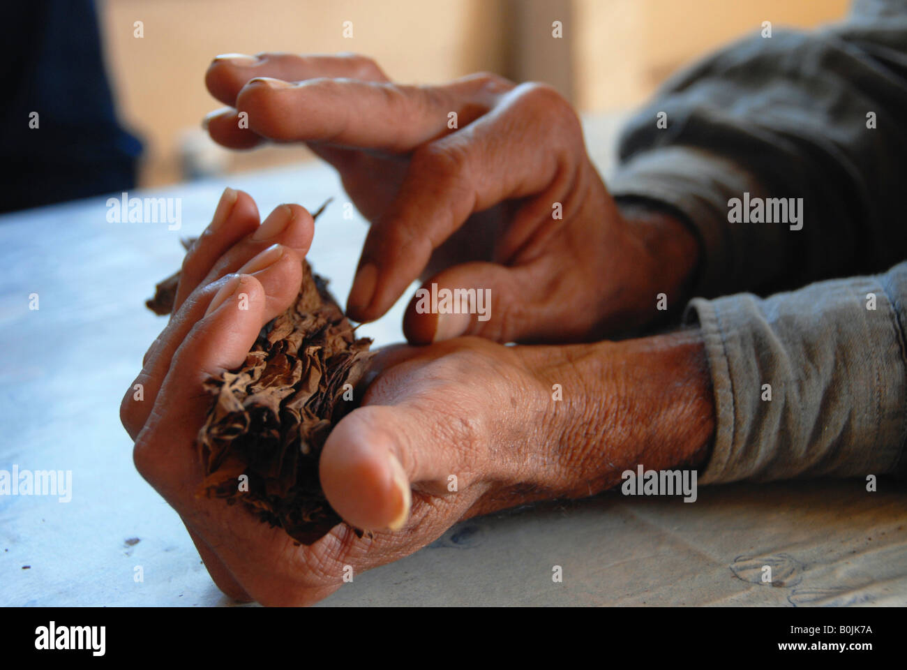 Hands of a tobacco farmer rolling a cigar Stock Photo