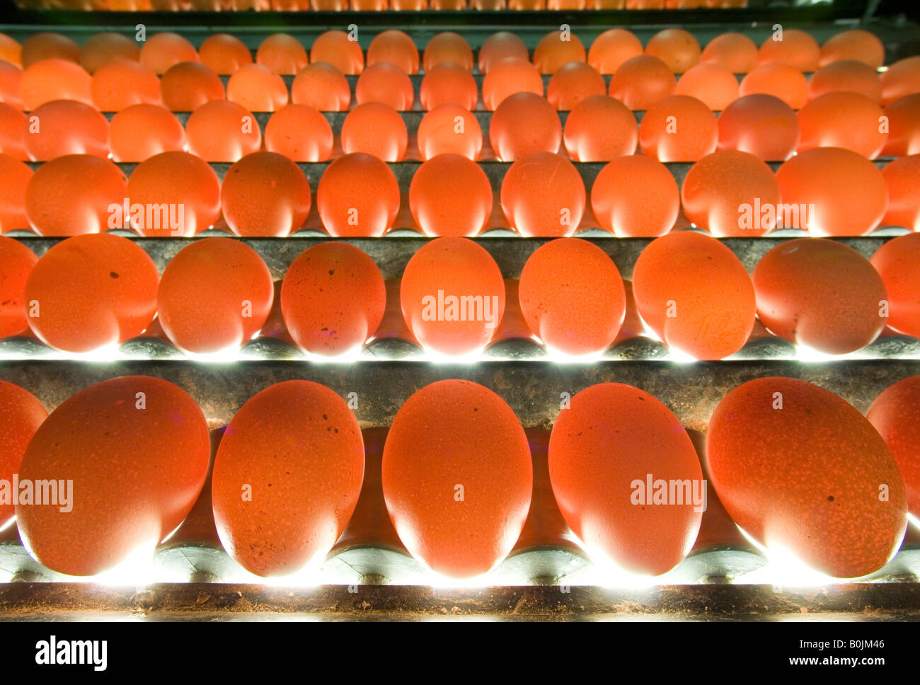 Free range hens eggs are examined for quality over a bright light and individually examined for consistency prior to packing. Stock Photo