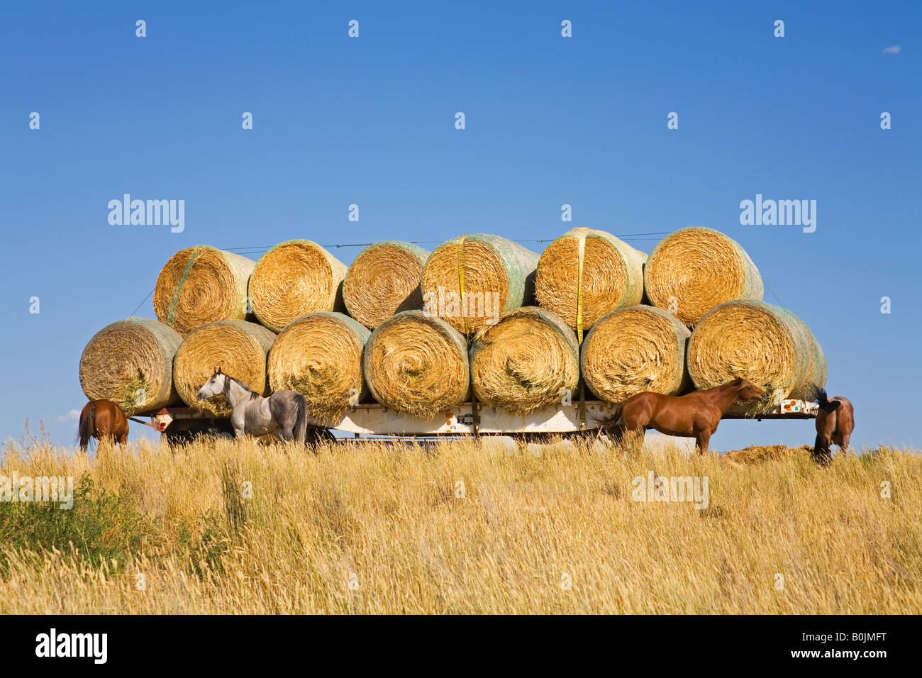 Hay bales near Twin Bridges Bozeman region Montana USA Stock Photo Alamy