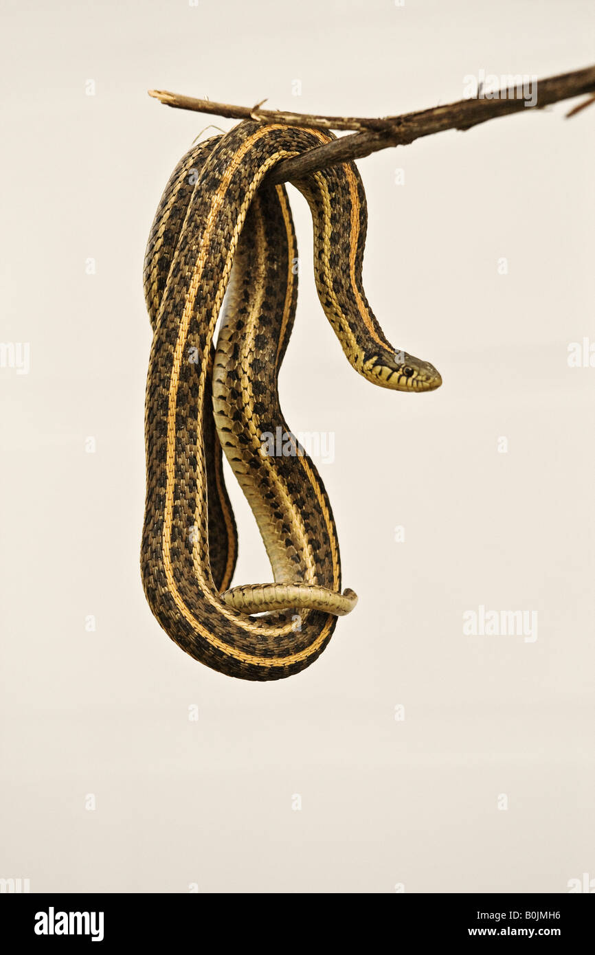 Common garter snake (Thamnophis sirtalis) coiled up on a stick with an off white background Stock Photo