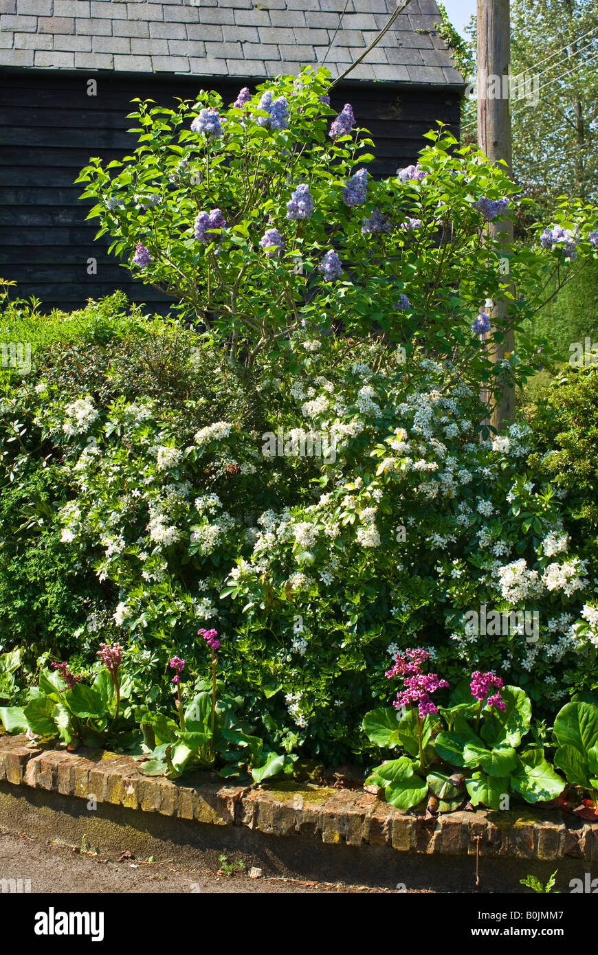 Small English garden with lilac choisya and bergenia in May Stock Photo