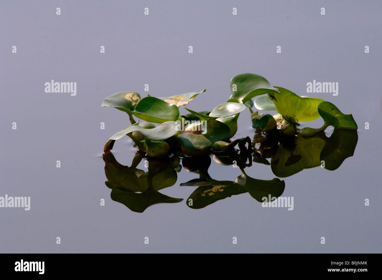 Water hyacinth Eichhornia crassipes floating on Yangcheng Lake China with reflections Stock Photo